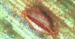 7 crop disease basics that matter